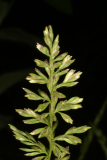 Calamagrostis brachytricha RCP5-06 332.jpg